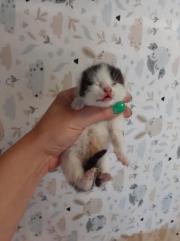 Fundtier Tier-ID 29250