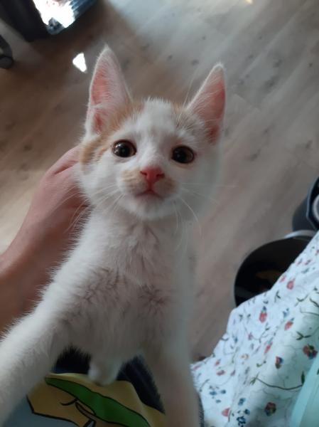 Europäische Hauskatze