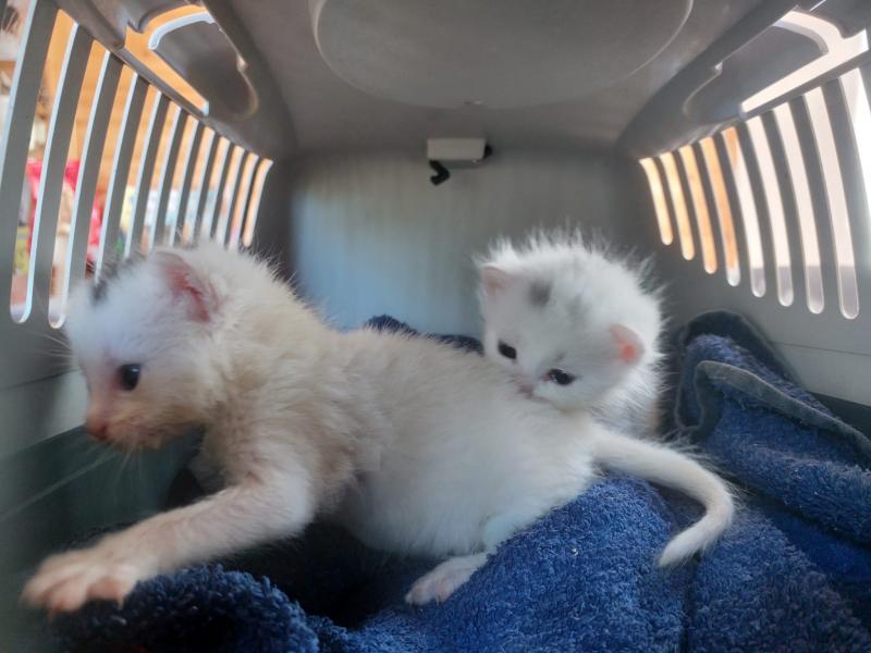 Europäische Hauskatze