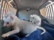 Fundtier Tier-ID 29079