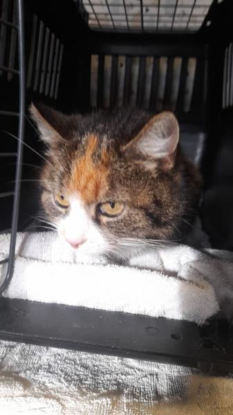 Europäische Hauskatze