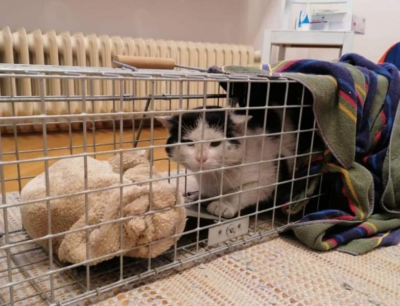 Europäische Hauskatze