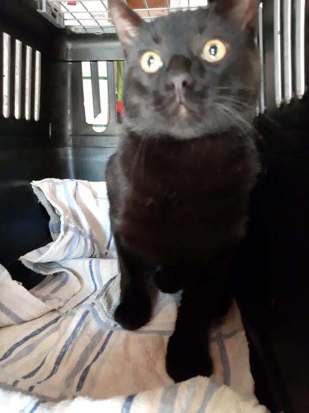 Europäische Hauskatze