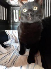 Fundtier Tier-ID 28644