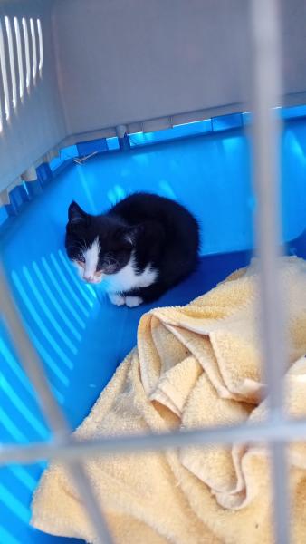 Europäische Hauskatze