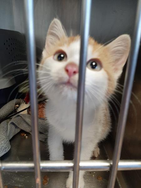 Europäische Hauskatze