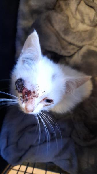 Europäische Hauskatze