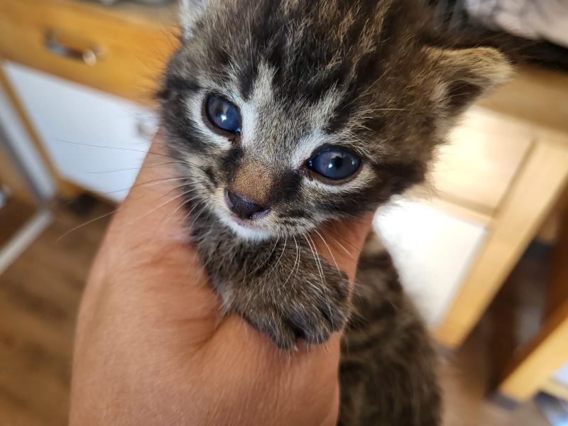 Europäische Hauskatze