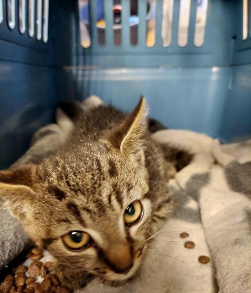 Europäische Hauskatze