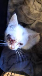 Fundtier Tier-ID 30195