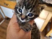 Fundtier Tier-ID 30024