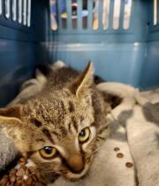 Fundtier Tier-ID 29875