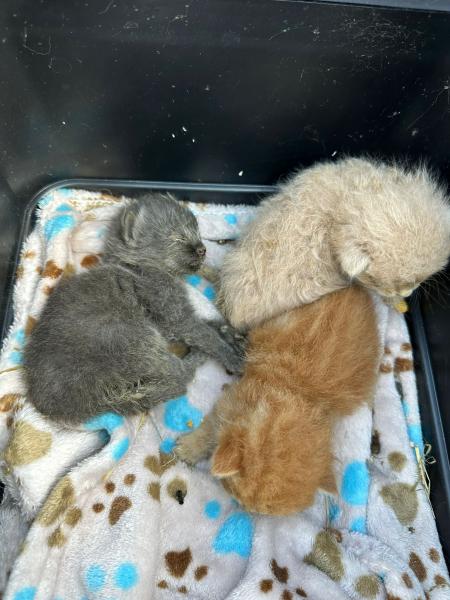 Europäische Hauskatze