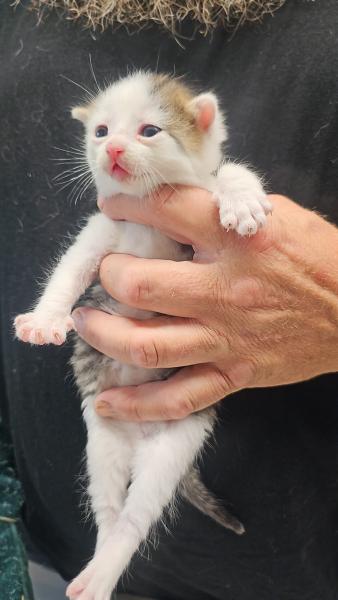 Europäische Hauskatze