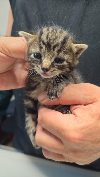 Europäische Hauskatze