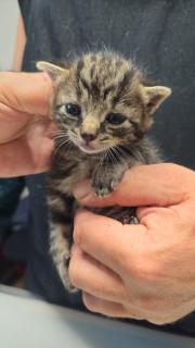 Fundtier Tier-ID 33270