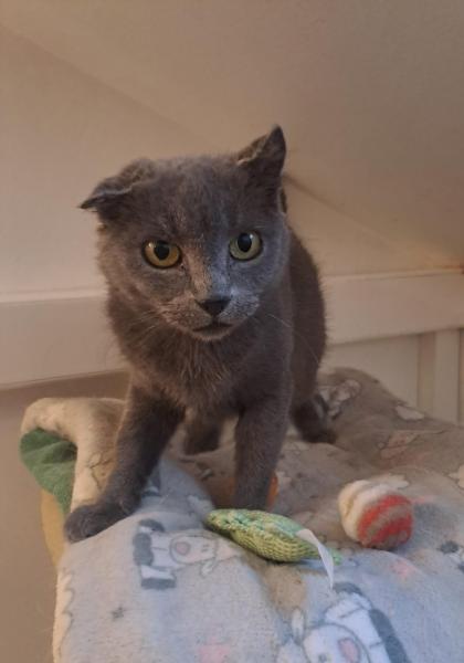 Europäische Hauskatze