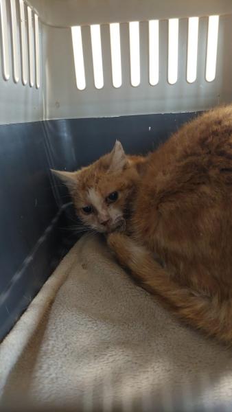 Europäische Hauskatze