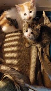 Fundtier Tier-ID 34902