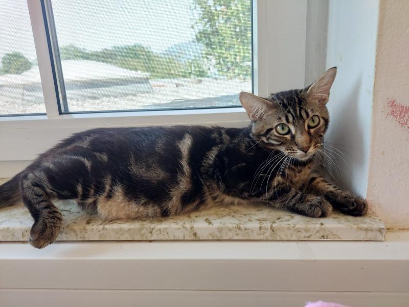 Europäische Hauskatze