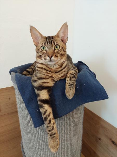 Europäische Hauskatze