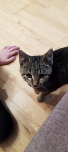 Europäische Hauskatze