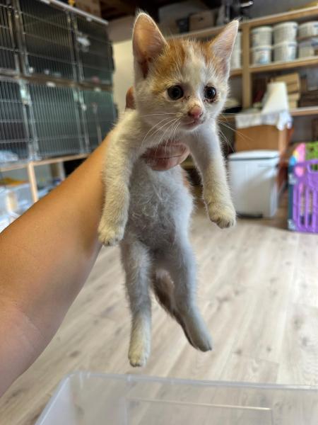 Europäische Hauskatze