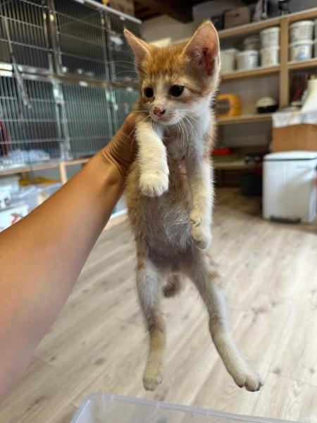 Europäische Hauskatze