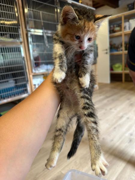 Europäische Hauskatze