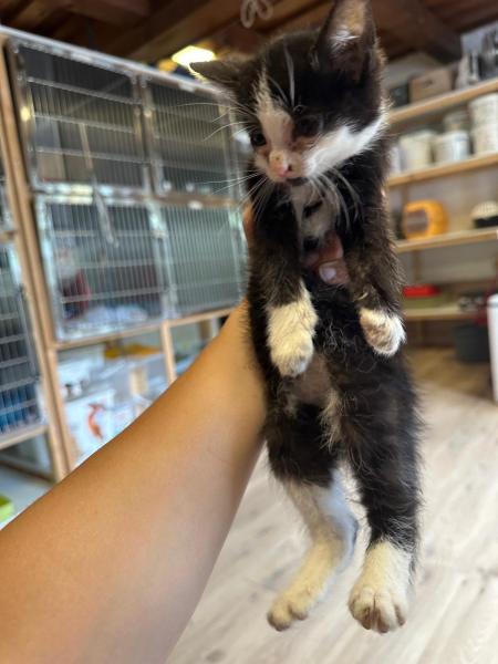 Europäische Hauskatze