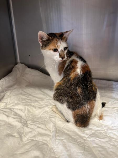 Europäische Hauskatze