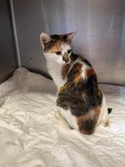 Fundtier Tier-ID 32951