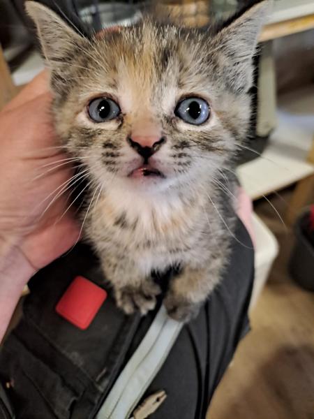 Europäische Hauskatze