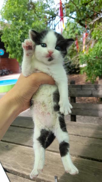 Europäische Hauskatze