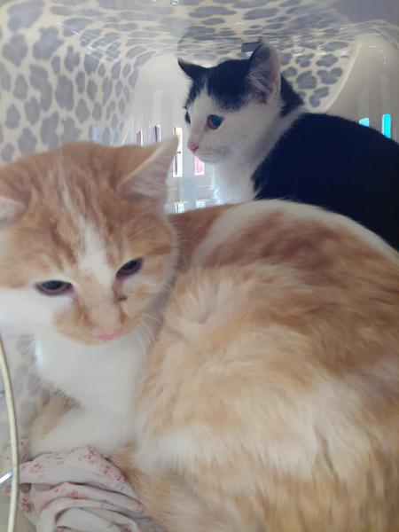 Europäische Hauskatze