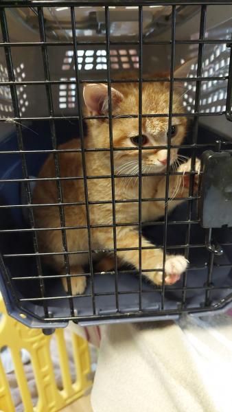 Europäische Hauskatze