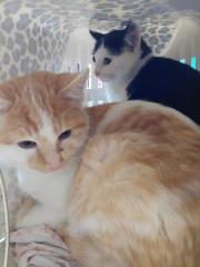 Fundtier Tier-ID 34458