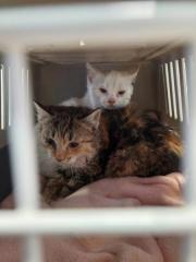 Fundtier Tier-ID 34689