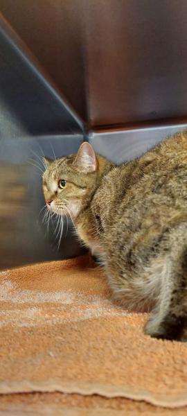 Europäische Hauskatze