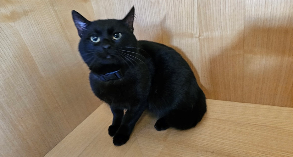 Europäische Hauskatze