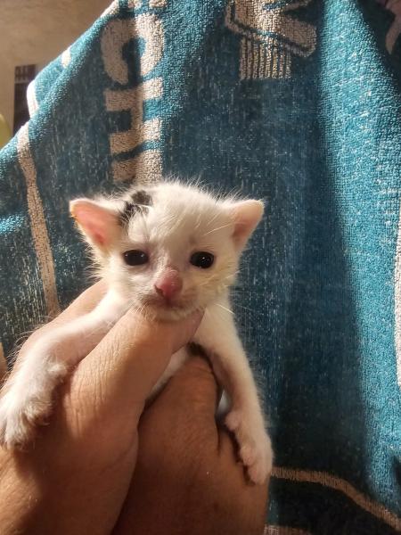 Europäische Hauskatze