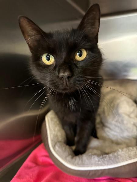 Europäische Hauskatze