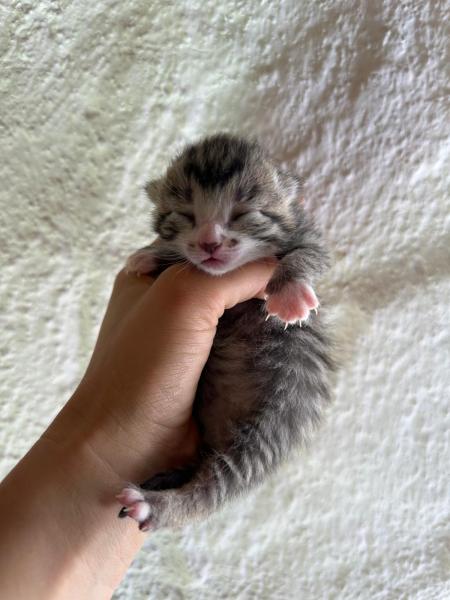 Europäische Hauskatze