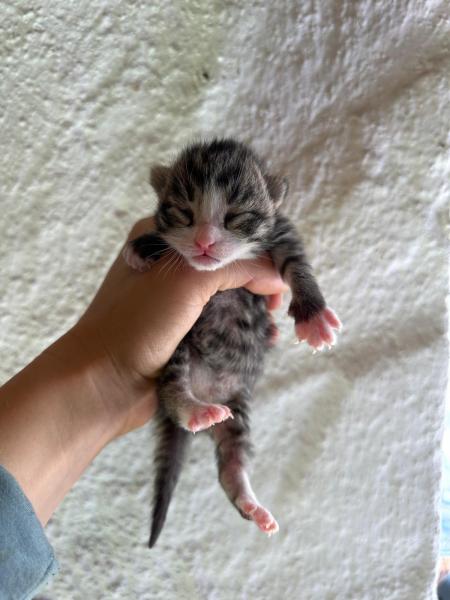 Europäische Hauskatze