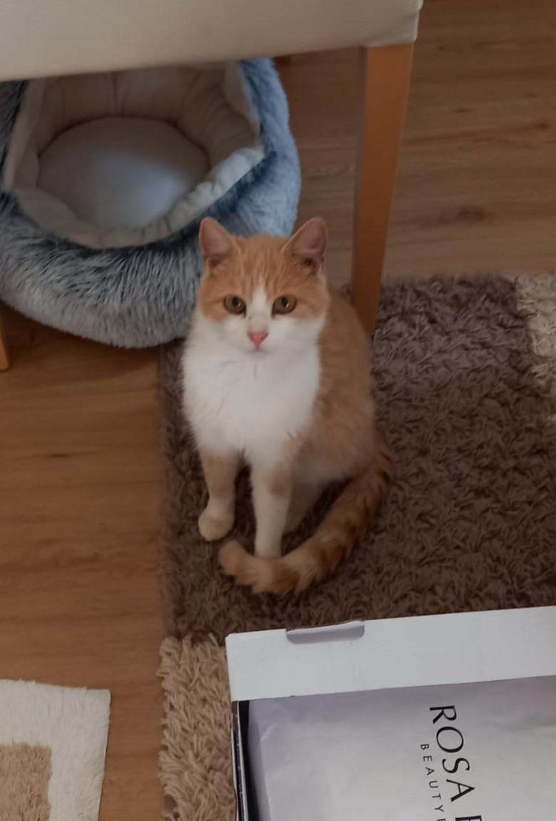 Europäische Hauskatze