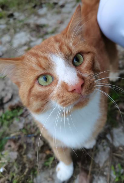 Europäische Hauskatze