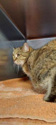 Fundtier Tier-ID 33953