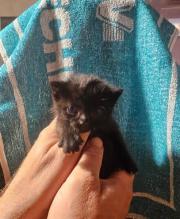 Fundtier Tier-ID 33948