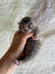 Fundtier Tier-ID 34065