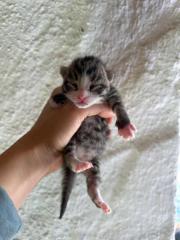 Fundtier Tier-ID 34064